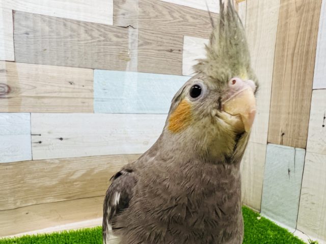オカメインコ