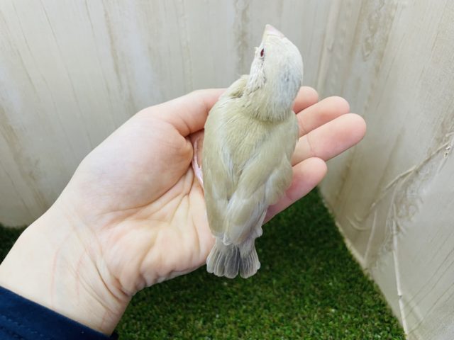 シナモン文鳥
