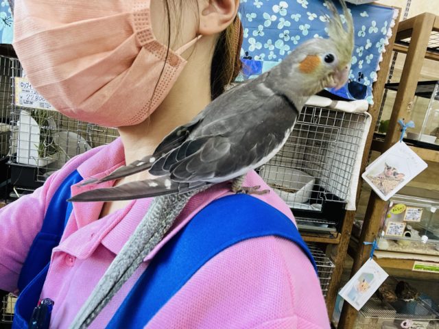 オカメインコ