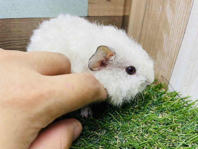 テディモルモット