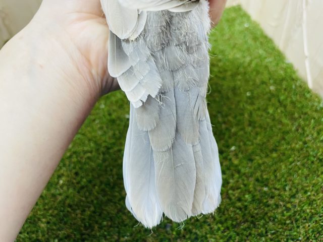 ジュズカケバト