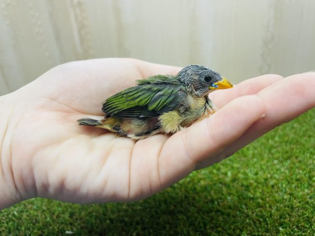 チモールセイコウチョウ