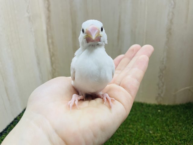 白文鳥