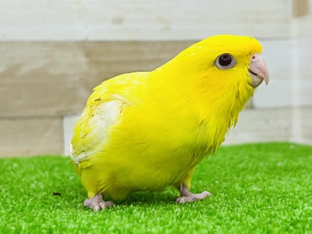 サザナミインコ