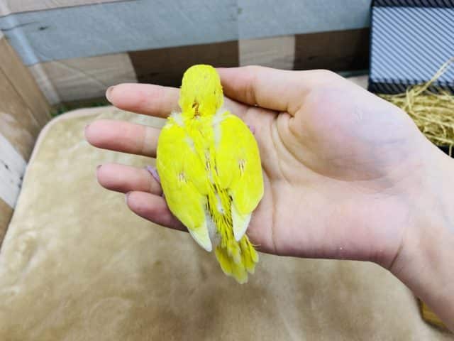 セキセイインコ