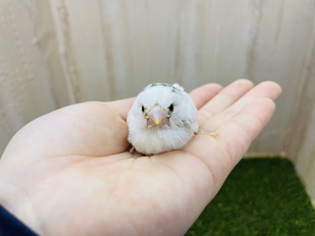 十姉妹（ジュウシマツ）