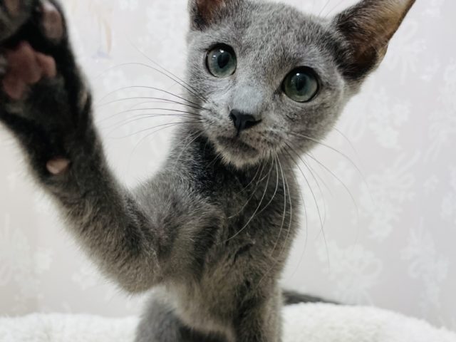 ロシアンブルー