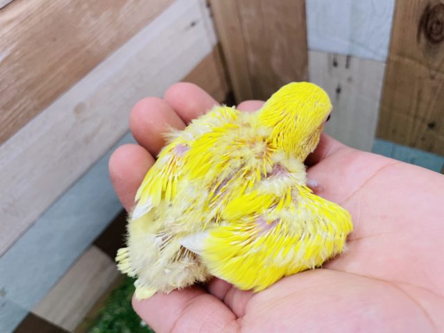 コザクラインコ（小桜インコ）