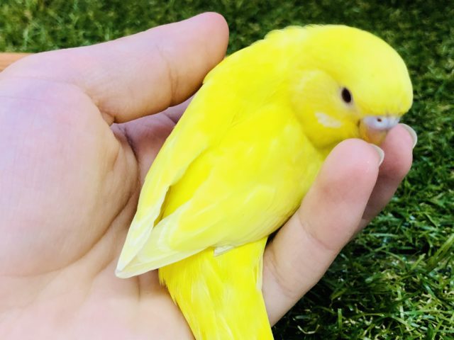セキセイインコ