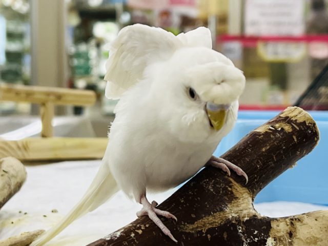 羽衣セキセイインコ