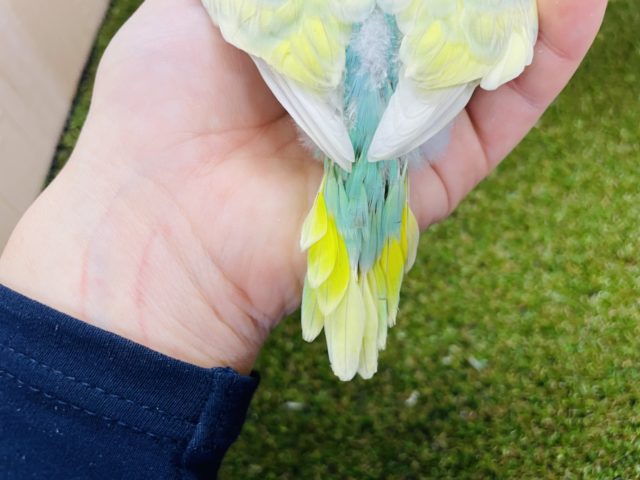 セキセイインコ