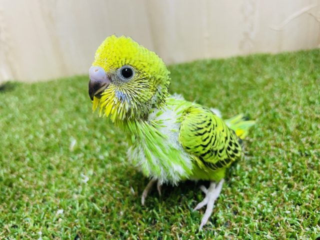 セキセイインコ