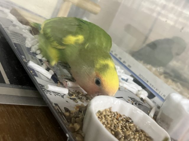 コザクラインコ（小桜インコ）