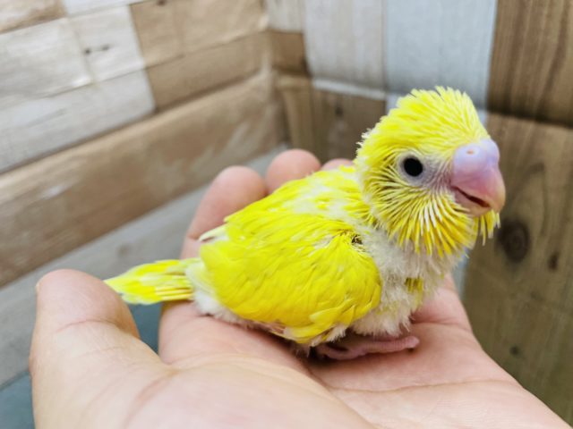 セキセイインコ