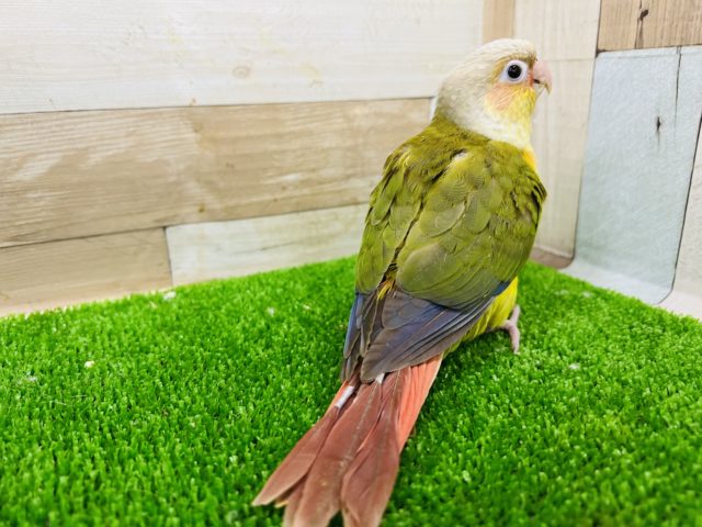 ホオミドリウロコインコ
