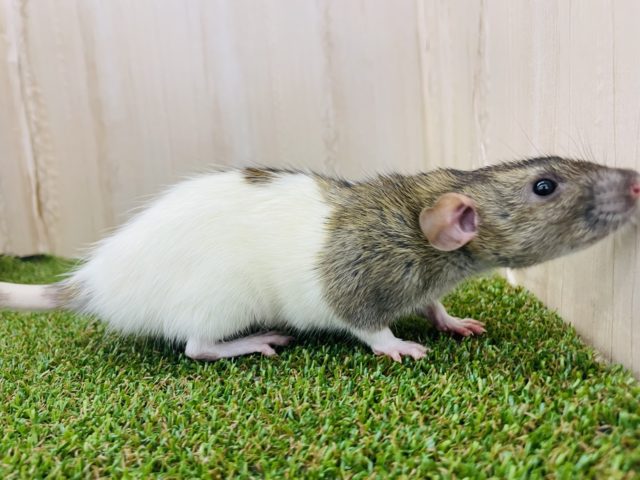 ファンシーラット