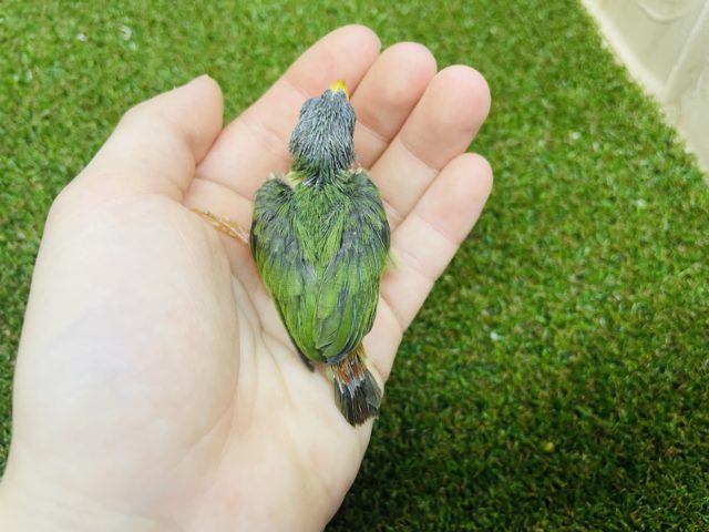 チモールセイコウチョウ