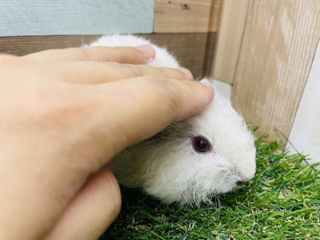 テディモルモット