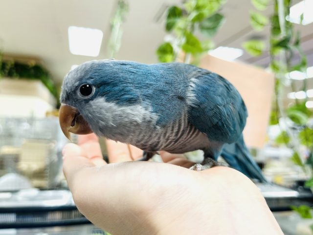 オキナインコ