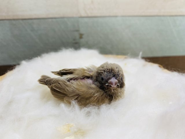 錦花鳥（キンカチョウ）