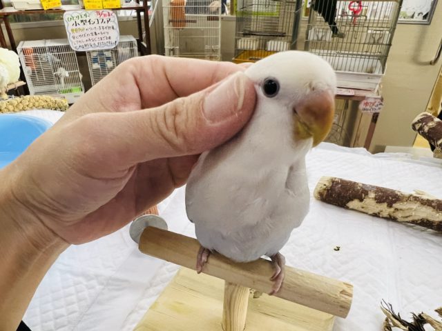 コザクラインコ（小桜インコ）