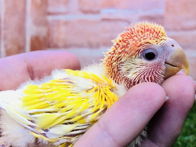 コザクラインコ（小桜インコ）