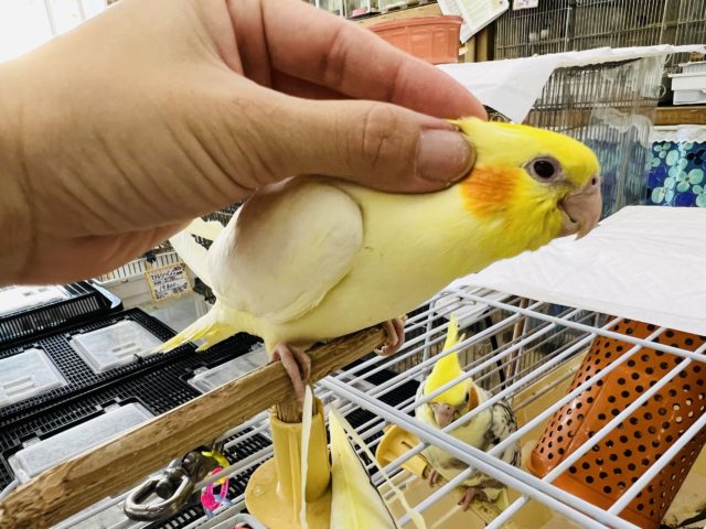 オカメインコ