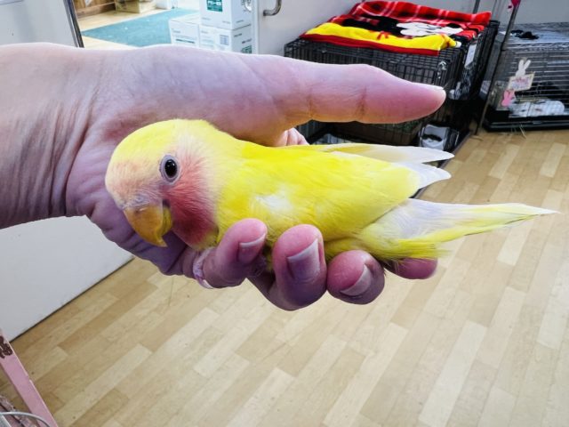 コザクラインコ（小桜インコ）