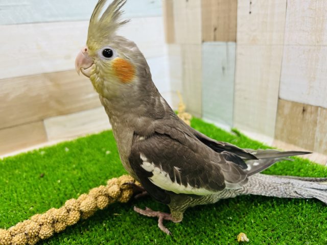オカメインコ