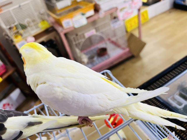 オカメインコ