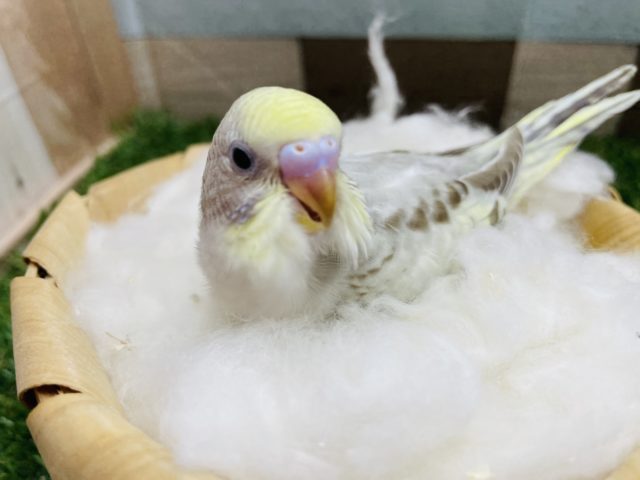 セキセイインコ