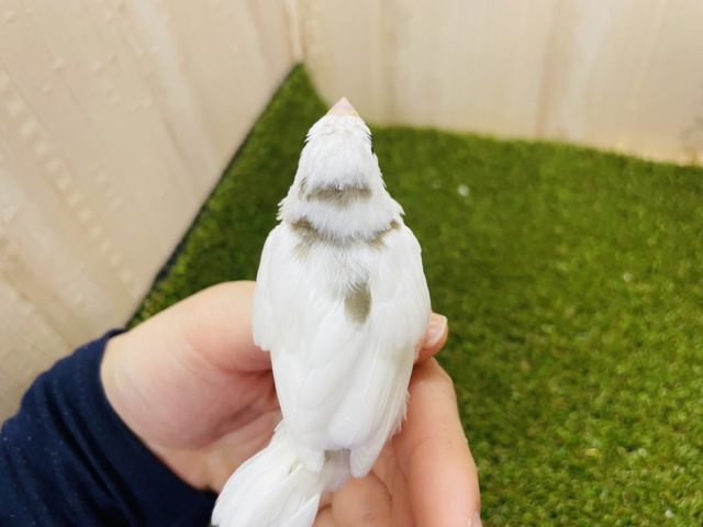 十姉妹（ジュウシマツ）