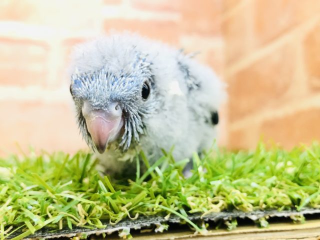 サザナミインコ