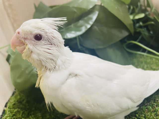オカメインコ