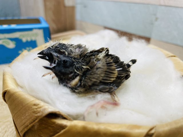 錦花鳥（キンカチョウ）