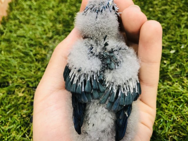 サザナミインコ