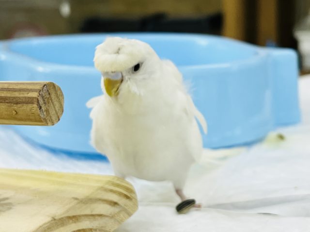 羽衣セキセイインコ