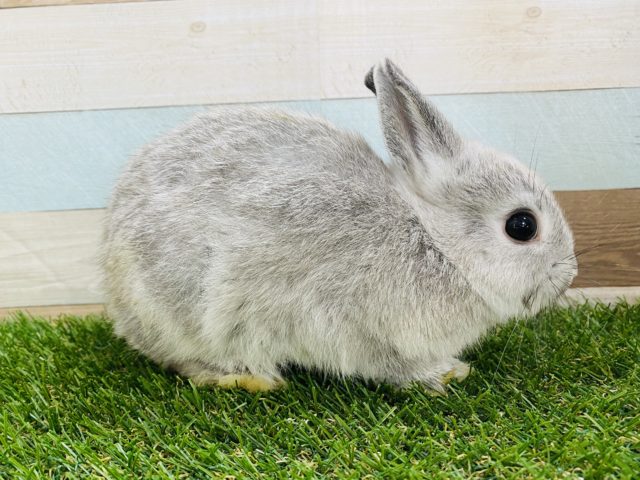 ネザーランドドワーフ