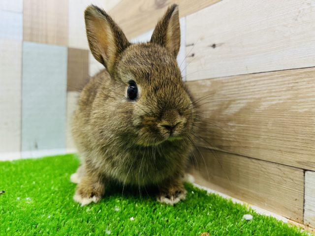 ネザーランドドワーフ