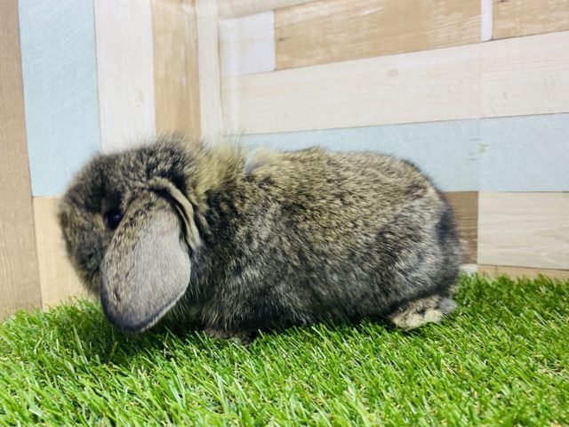 ロップイヤーラビット