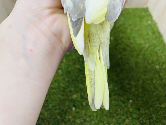 オカメインコ