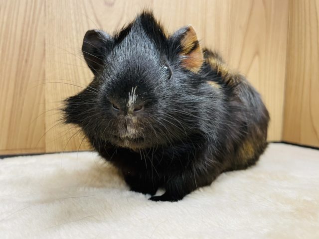 アビシニアンモルモット