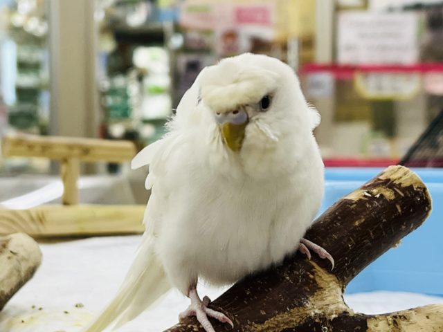 羽衣セキセイインコ