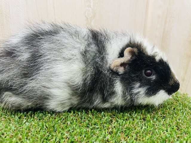 テディモルモット