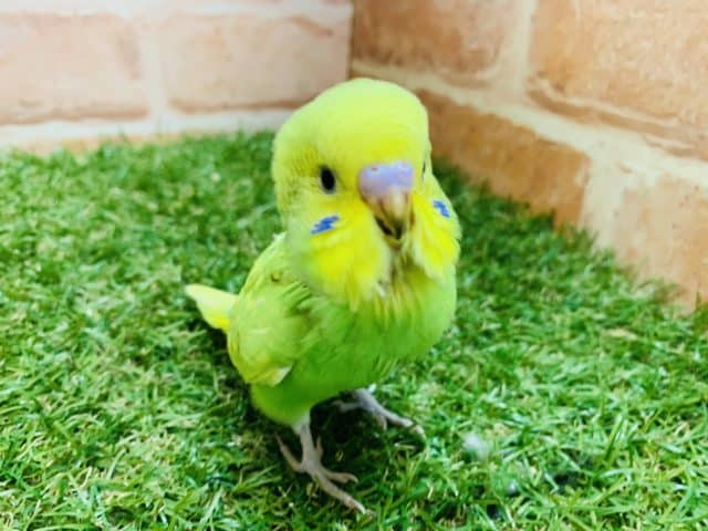 セキセイインコ