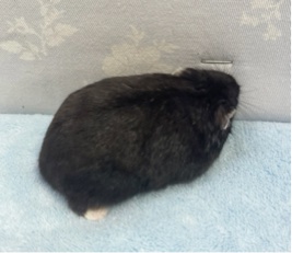 ドワーフハムスターの1種