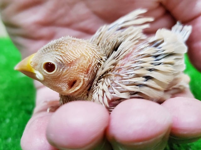 シナモン文鳥