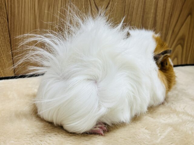 アビシニアンモルモット