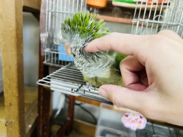 オキナインコ
