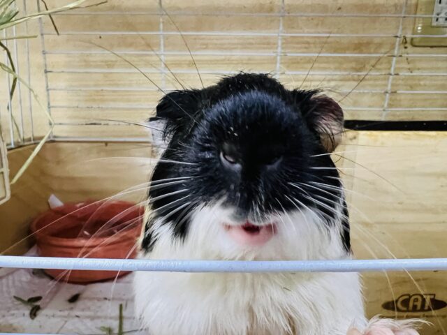 イングリッシュモルモット